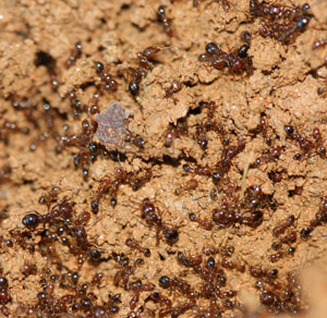 Solenopsis invicta - close up of nest activity
