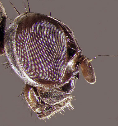 Taeniaptera trivittata - close up of head