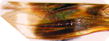 Taeniaptera trivittata - close up of wing scales