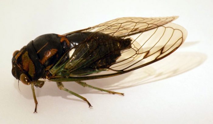 Neotibicen lyricen (Lyric Cicada)