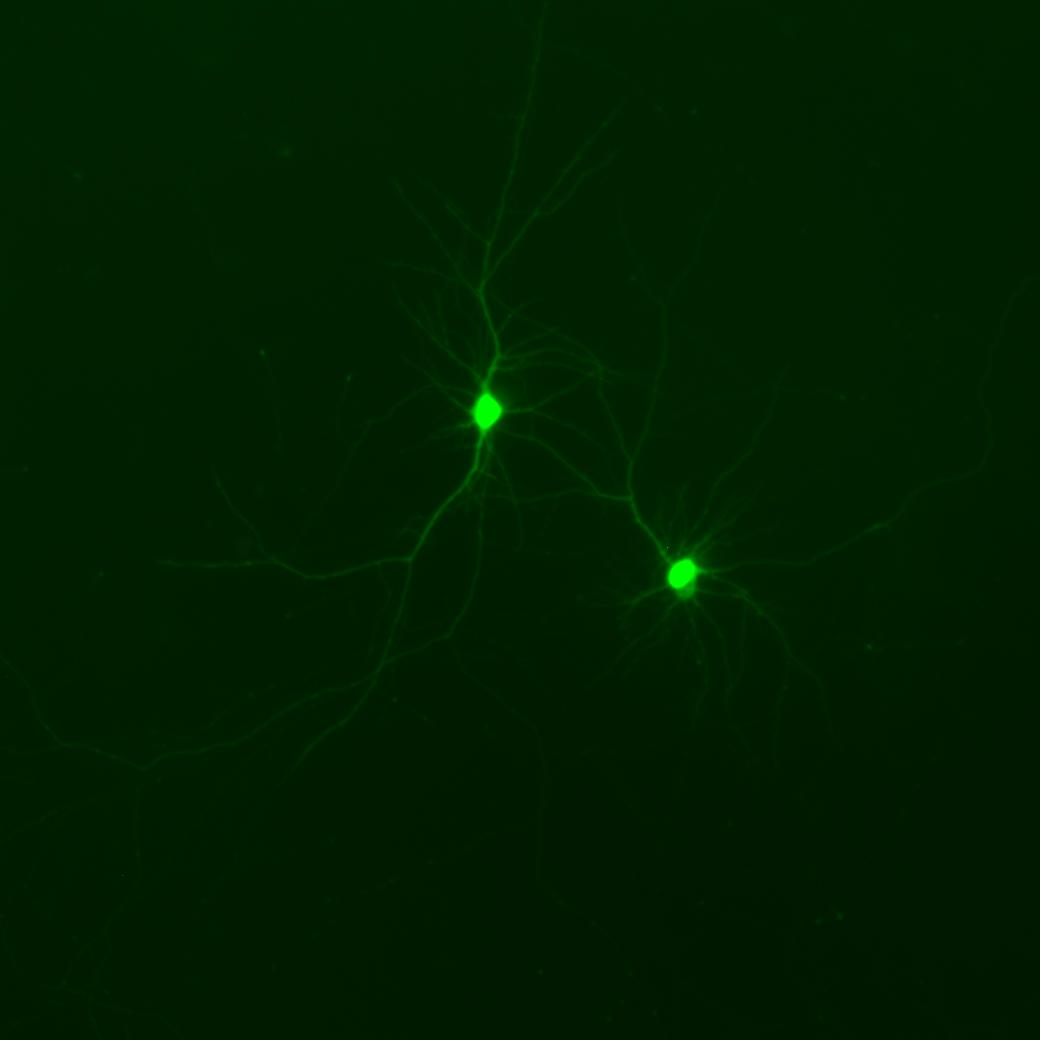 Duke Viral Vector Core