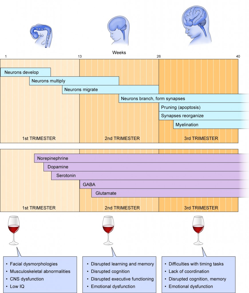 alcohol-development timeline