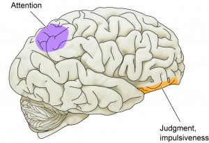brain-attention