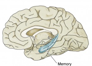 brain memory-hippo