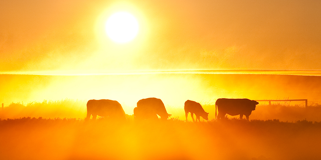 Cows in field at sunset.