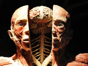 Koperwelten by Gunther Von Hagens 20