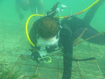 Collecting seagrass in Shark Bay