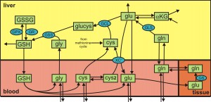 gLUTAMATE2