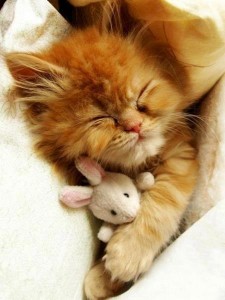 a.baa-a-cute-cat-sleep