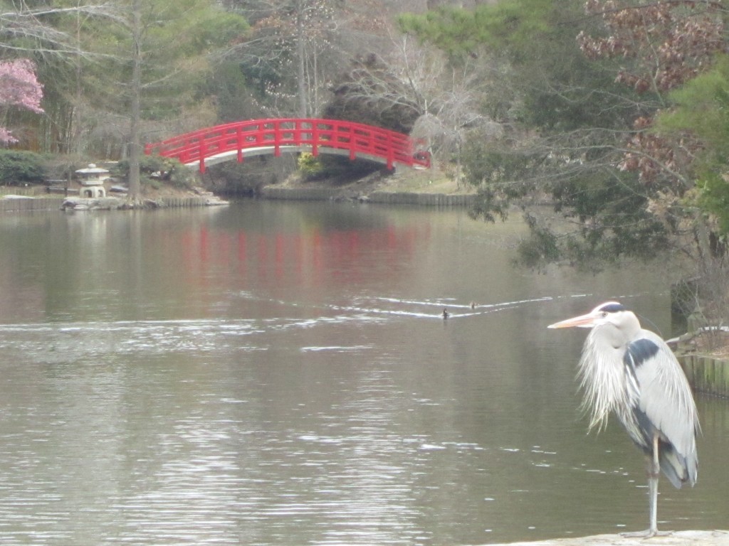 Heron at Duke Gardens