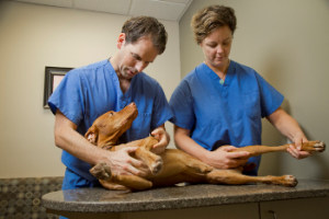 Will Eward, DVM, MD, and his wife, Cindy Eward, DVM, DACVS, do an orthopedic exam on their dog, Virgil, at Triangle Veterinary Referral Hospital in Durham. 