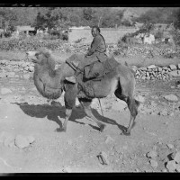 Camel & Rider, 1917-27