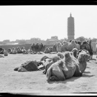 Camels Resting, 1917-27