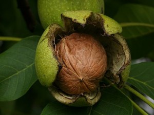 Black walnut shell inside green husk