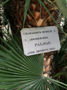 goethe-palm