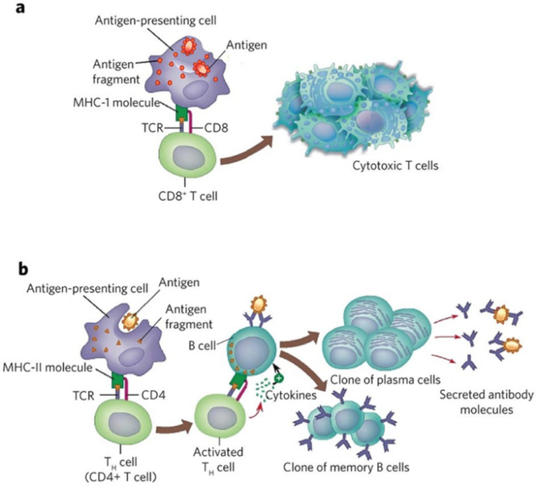 Module 2: Introduction to Immunology – Abdominal Transplant Education ...