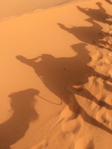 Camel shadows