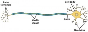 Neuron Structure and Function – The Alcohol Pharmacology Education ...