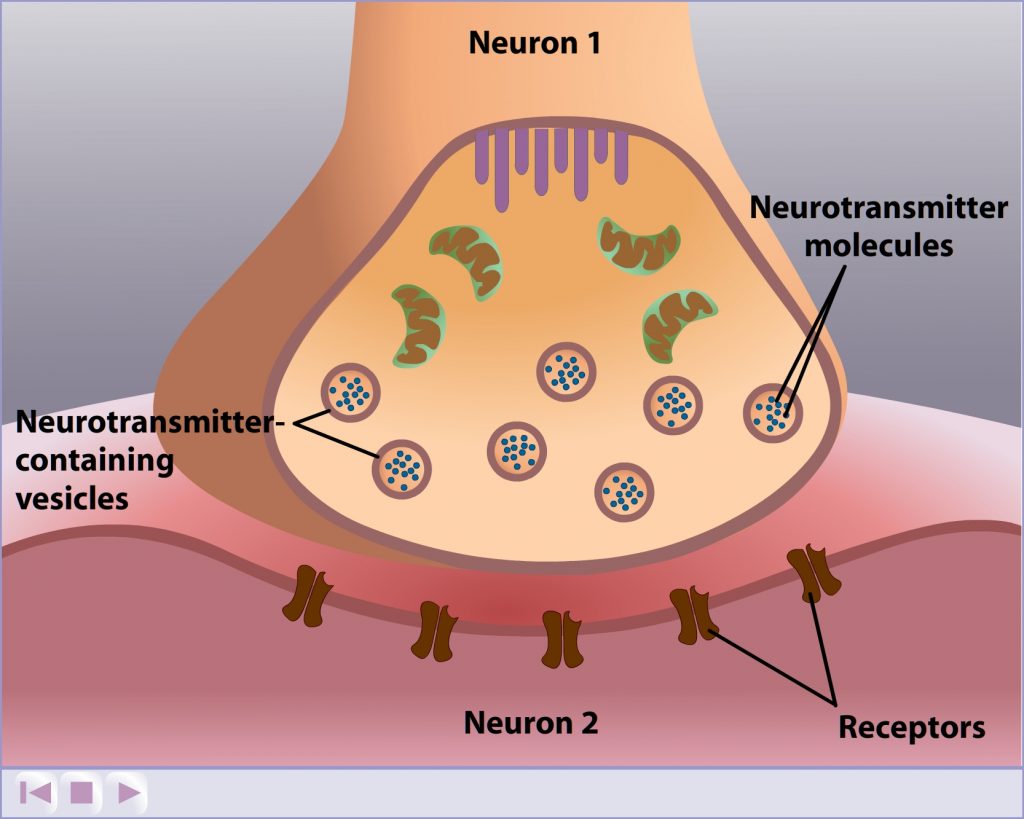 Content: Alcohol Disrupts the Communication Between Neurons – The