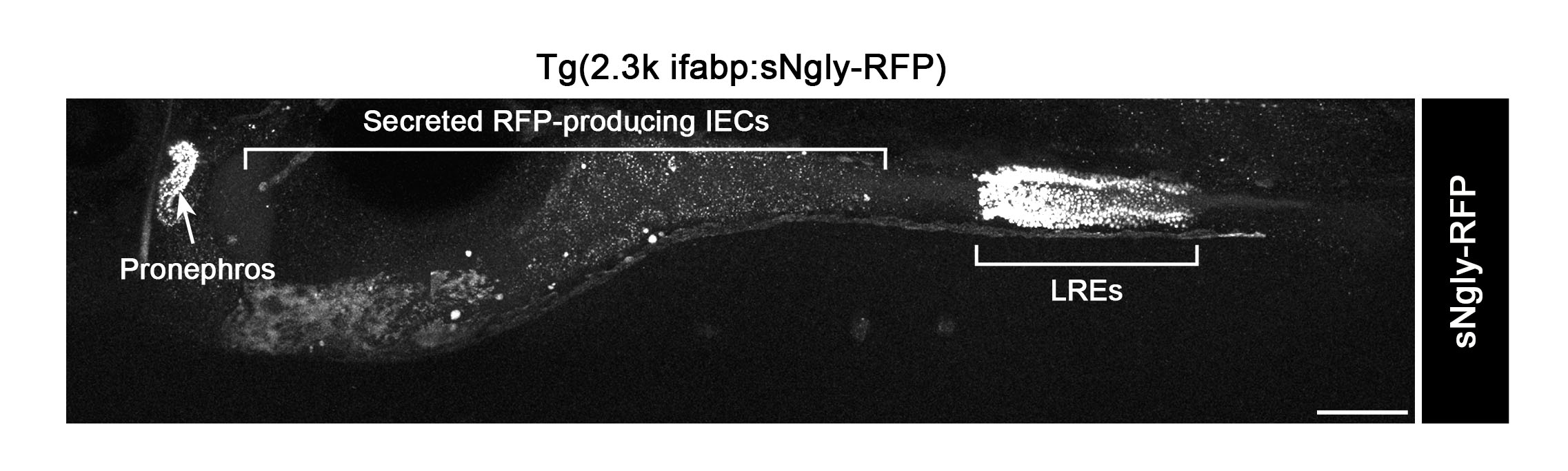 LYSOSOME-RICH ENTEROCYTES AND PROTEIN ABSORPTION – BAGNAT LAB