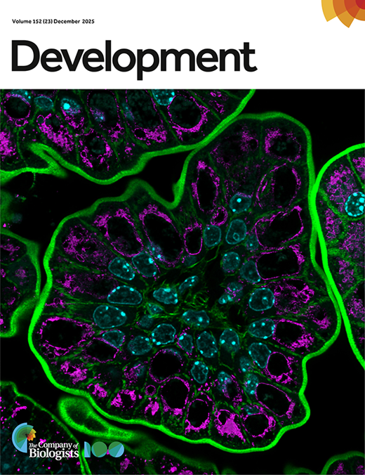 Cover image of Development, Volume 152, Issue 23 (December 2025) from Block et al., showing lysosome-rich enterocytes in the neonatal mouse ileum with nuclei (cyan), actin (green), and lysosomal membranes (magenta).