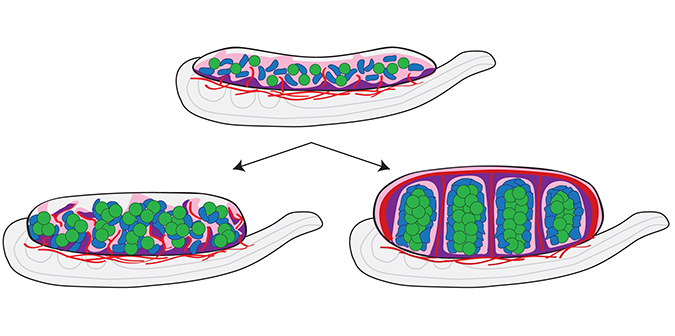 Research Capel Lab 7935