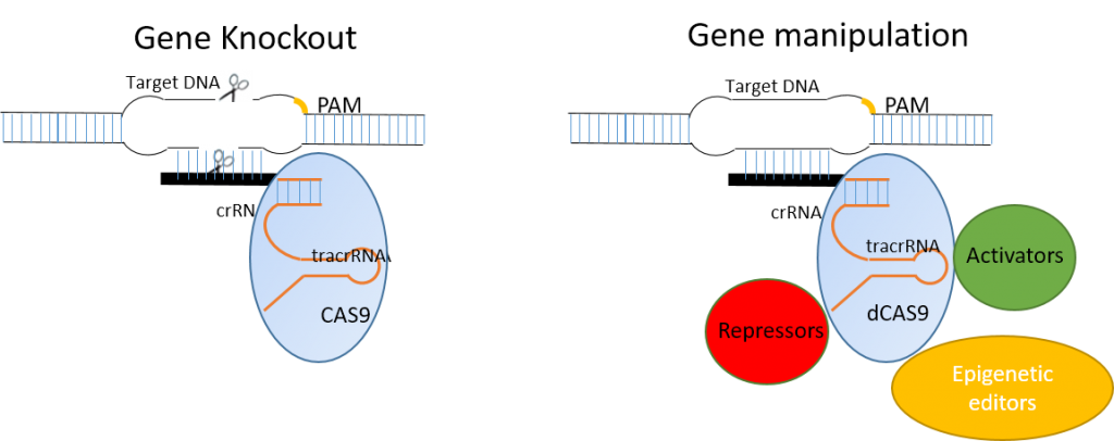 Overview Of Crisprcas9 Systems Duke Viral Vector Core 3668