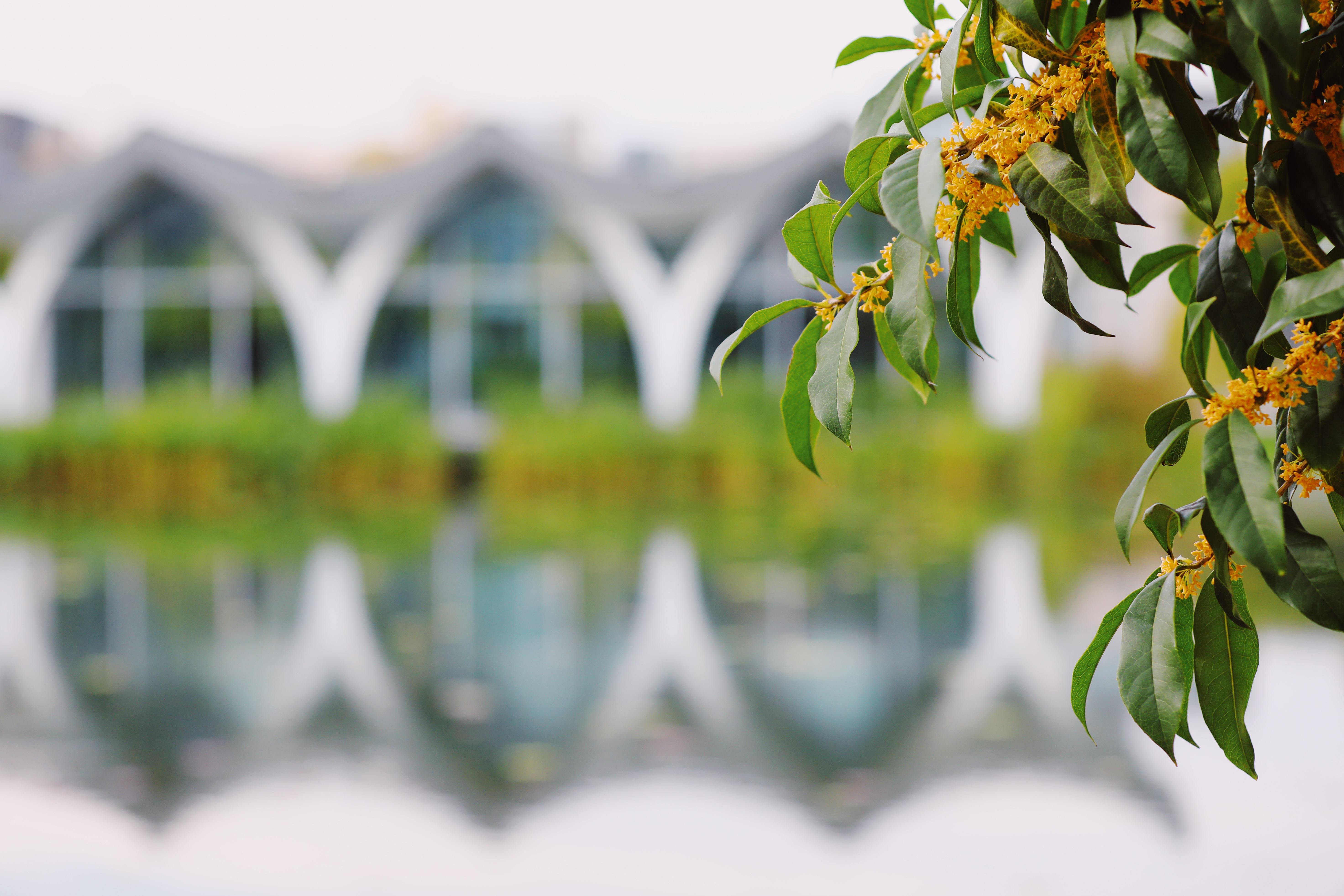 A building on the campus of Duke Kunshan University foregrounded by a branch with green leaves and orange flowers.