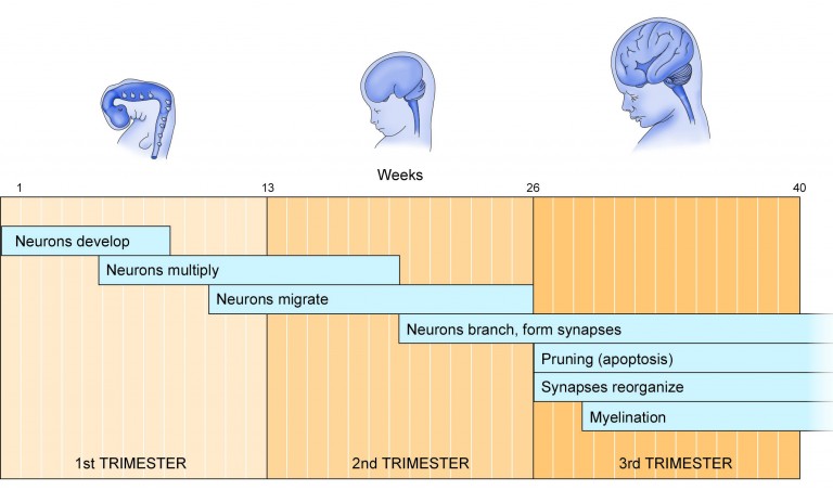 Normal Brain Development – Understanding Fetal Alcohol Spectrum ...