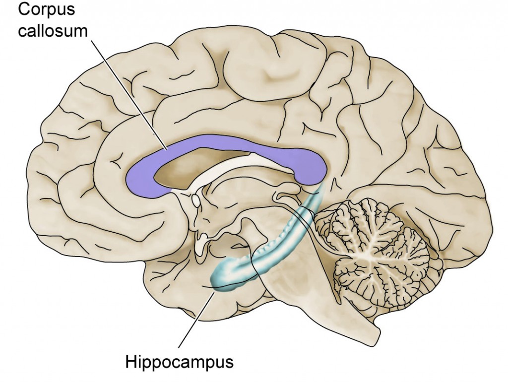 Hippocampus Function Brain - fasrag