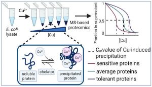 Protein folding stability measured at scale