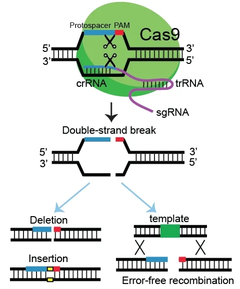 From Yogurt to Genetic Scissors: Nobel Recognition for CRISPR 2020-10 ...