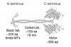 The Kinesin-14 Family – Kinesin