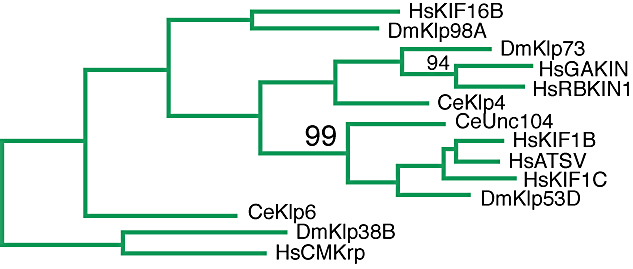 The Kinesin-3 Family – Kinesin