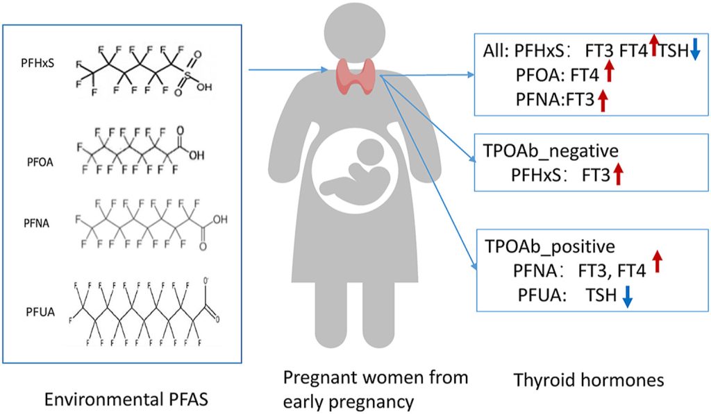 PFAS compounds in pregnancy hormone regulation