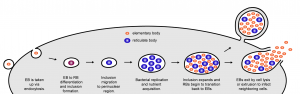 Chlamydial Pathogenesis – The McCafferty Lab