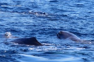 Sperm Whale - Physeter macrocephalus