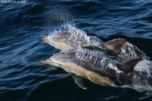 Common dolphins bow riding