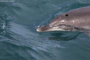 Atlantic spotted dolphin (Stanella frontalis)