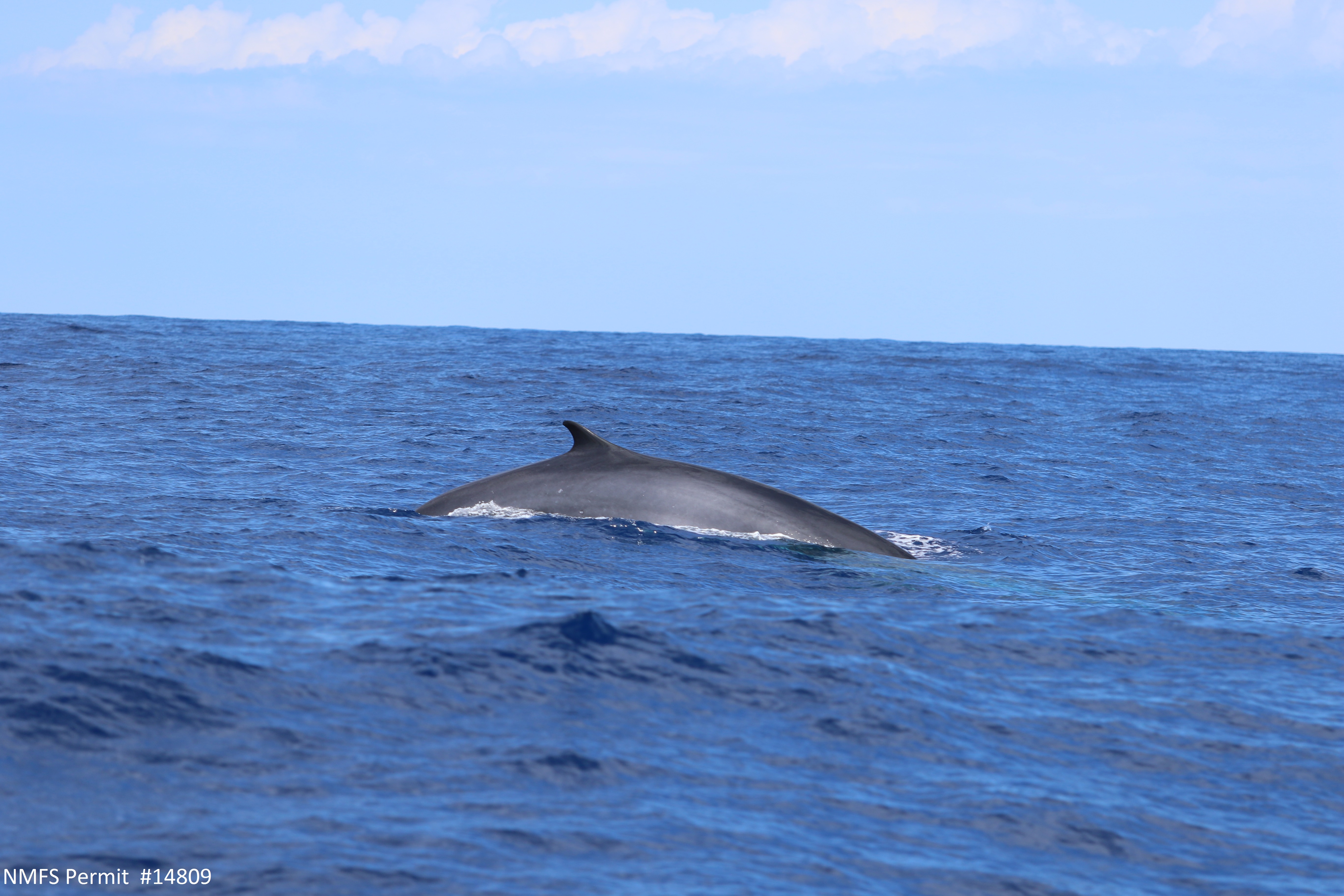 Cruise 2 – MAPS: Marine Mammal Passive Acoustics and Spatial Ecology
