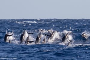 Clymene dolphins (Stanella Clymene)