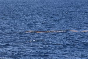 Can you spot the sperm whale?