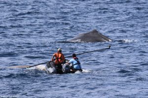 Closing in for a tag attempt on a sperm whale from the zodiac.