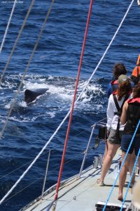 Everyone scrambling on deck to see the sperm whale hanging around the boat.