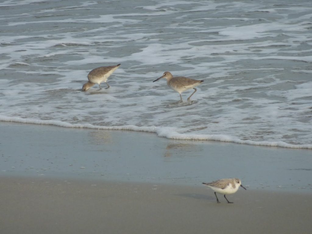 Community and Environment in Marine Spatial Planning – This site ...