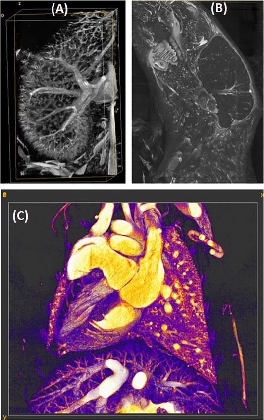 Ex vivo Vascular Imaging using Micro-CT