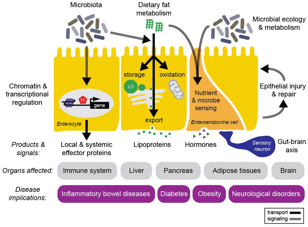 Dieta microbiota pdf