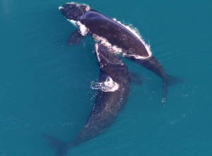 Photograph of right whales
