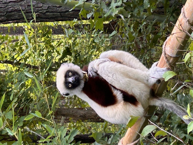 Photograph of Lemur at the Duke Lemur Center photo credit: Dr. Giovanni Zanalda