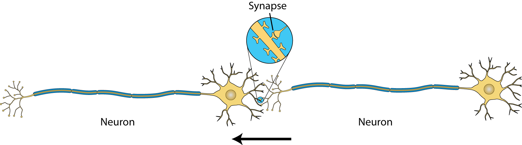 Synapse x download. Нейрон на английском. ППД нейрона. Типы нейронов на английском языке. Synapse машинное.